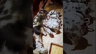 dalmatian pig