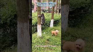 🐈Cat and Dog Playing🐕 #youtube #cat #dog #ytshorts #shorts