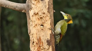 Hungry Greater yellownape. Nature's Intriguing Drama Unfolds.