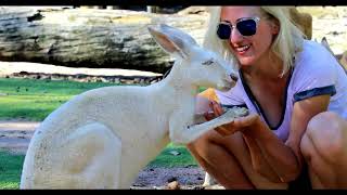 White Kangaroo | Kangaroo Eating | Kangaroo for Kids | Kangaroo Playing