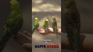 WOW Budgies