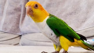 Cute Parrot #shorts #viral