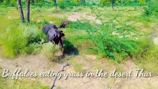 Buffaloes eating grass in desert Thar الجاموس يأكل العشب في صحراء ثار || desert Thar || #animals