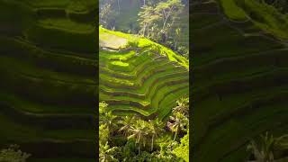 Rice terrace in Bali Indonesia #bali #indonesia #travelbali #travelindonesia #riceterrace #ricefield