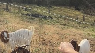 The best goat fencing for the money