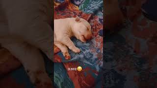 New born White Swiss Shepherd puppies "asleep" 🤭