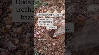 Po więcej inspiracji zapraszam na mój kanał @ogrod.pelen.kwiatow #garden #ogrodnictwo #gardening