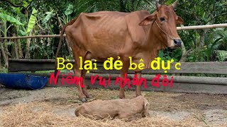 Nuôi bò| Bò đẻ pháp kem đực, quá vui (calving cows)