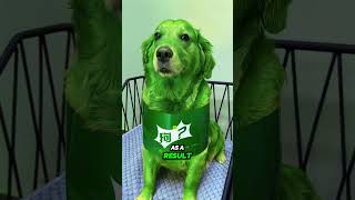 The little dog transforms into a dog Hulk.🥺❤️ #cute   #puppy   #animalshorts #dog