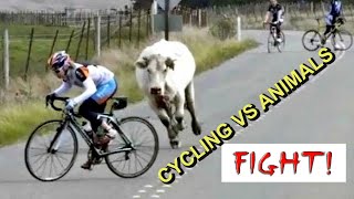 CYCLING VS ANIMALS - THE FUNNY, CRAZY & SCARY