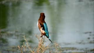 white breasted kingfisher