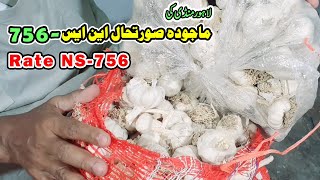 ns 756 Garlic Seed Price In Lahore Mandi Paksitan,Murad Ali Rehmani