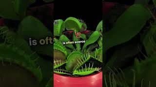 Venus Flytrap: Nature's Ultimate Predator!