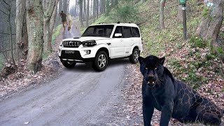 Scorpio was standing on the road, Jaguar came into the forest.