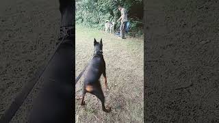 Husky and Doberman playing #doglover