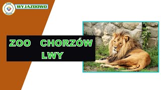 ZOO Chorzów - [Lwy]