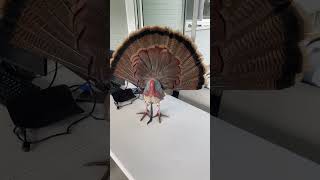 3D Turkey Plaque