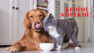 SEVİMLİ KOMİK KEDİ VE KÖPEKLERİN SAHİPLERİYLE İLGİNÇ ANLARI !!!