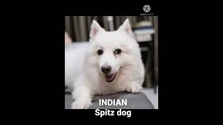 India Spitz dog breed||# WhatsApp status.