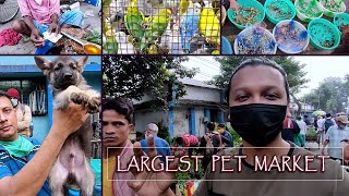 Galiff Street (Bagbazar Sokher Haat), Kolkata | Pet Market Vlog