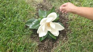 Sembrando césped y reparando nuestro jardin sin gastar un sólo centavo.