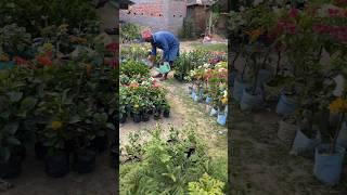 beautiful nursery 🥰... #shorts #flowers #gardening