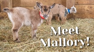 Meet Mallory The Baby Nigerian Dwarf! #shorts