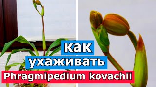 Phragmipedium kovachii. Все об уходе. Мой опыт