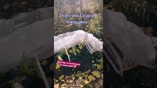 ПІДПИШИСЬ SUBSCRIBE Догляд за інжиром взимку Caring for figs in winter #shortsvideo #сад #gardening