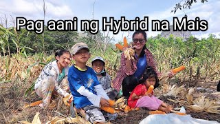 Pag aani ng Hybrid na Mais | Buhay Bukid | Buhay Probinsya04