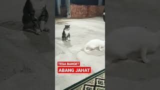 ABANG INI,KAN AKU #shorts #kucing #kucinglucu #kucingimut #kucingpintar #viral #cats #istanalokajaya