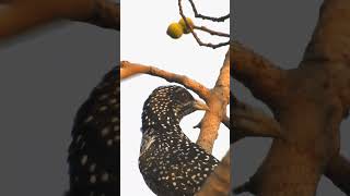 The Beauty of the Asian Koel 🐦‍⬛ #koel #birds #wildlifephotography  #ytshorts #music