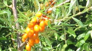 Sanddorn / Seabuckthorn Frugana