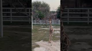 Giraffe Park🦒 #joshuaandsisters #shortvideo #trendingshorts #viralvideo