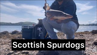 Spurdog fishing on the Scottish West coast sea lochs