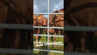 Singing with Cows! #cows #cowboy #bohemianrhapsody #queen #classicrock #animals #cuteanimals #hike