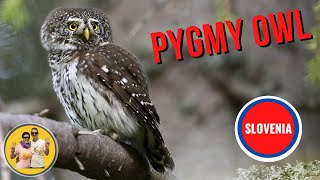 Pygmy Owls (Glaucidium passerinum) in Slovenia, October 2021, Full HD