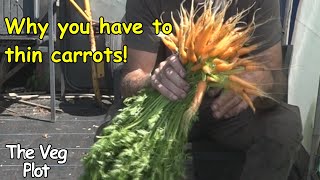 You must thin carrots for a good crop