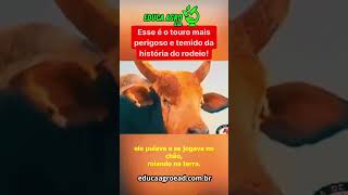 Voce conhece a lenda dos rodeios Brasileiros? O Touro Bandido #agro #rodeio #agropecuaria