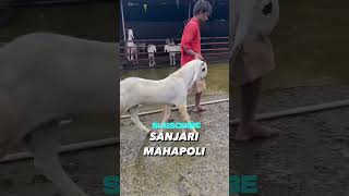 Kota bakra sanjari goat farms mahapoli zameer +91 89836 05996