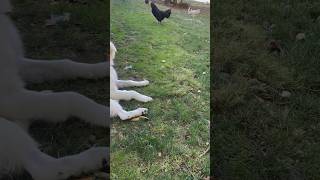 Rooster plays invisible #animales #backyardchickens #chicken #chickenlife #funny #farmanimals