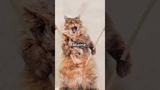 Maine Coon Cats: The Gentle Giants 🐾 #catlovers  #catsofyoutube  #mainecoon  #mainecooncatlovers