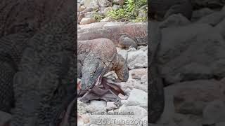 Komodo Dragon want to devour the bat #shorts #komodo #bats #wildlife #animalshorts #komododragons