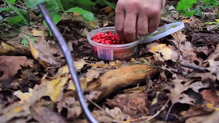 Sustainable Ginseng Root Harvest