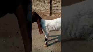 patera and gulabi goat farm secrets