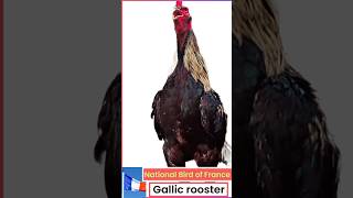 France's National Bird: The Gallic Rooster Crowing! 🐓🇫🇷