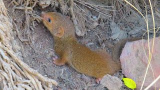 Mongoose baby out of cave || Animals of village