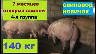 Живой вес 140 кг. 7 месяцев откорма свиней. 4-я группа откорма. Свиноводство.