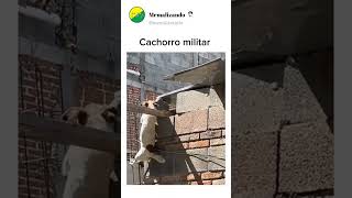 INCRÍVEL o que esse CACHORRO faz😧 #memes #humor #cachorro #short