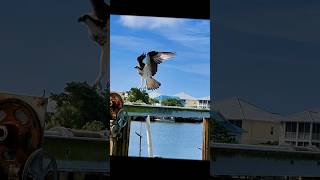 Águila Pescadora #ospreys #florida